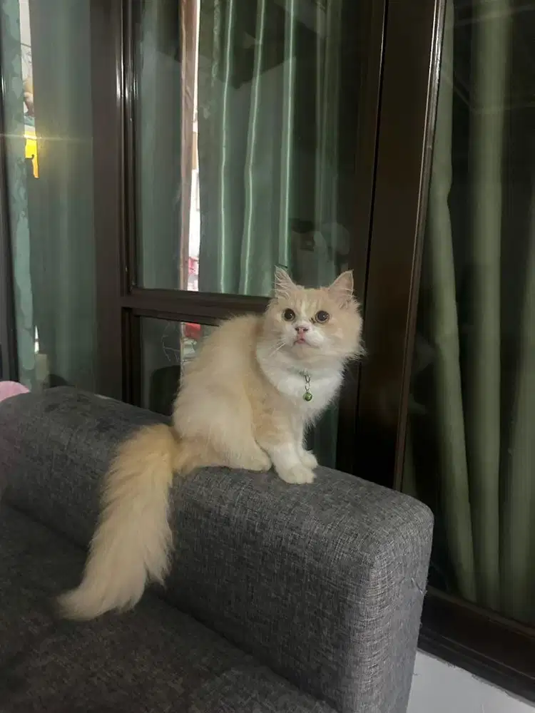 Kucing persia betina 8 bulan