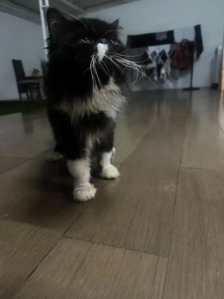 Persia peaknose shorthair jantan