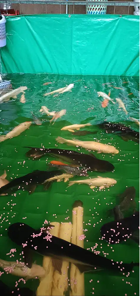 Kolam ikan terpal tipe A20 ukuran 3x2x1m