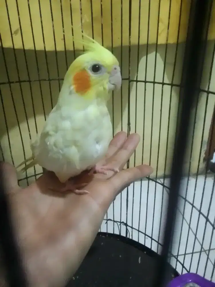 FALAK AUSTRALIA LUTINO MATA MERAH JINAK TOTAL 1 JUTA FULSET