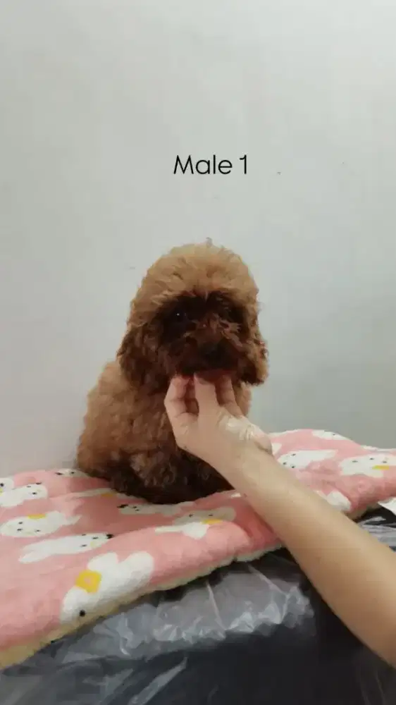 Tiny Red Poodle
