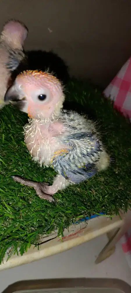 Baby sunconure mantul