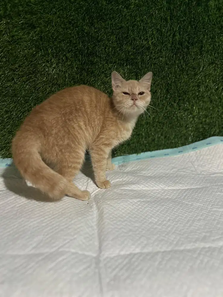 British short hair cream betina 4bln