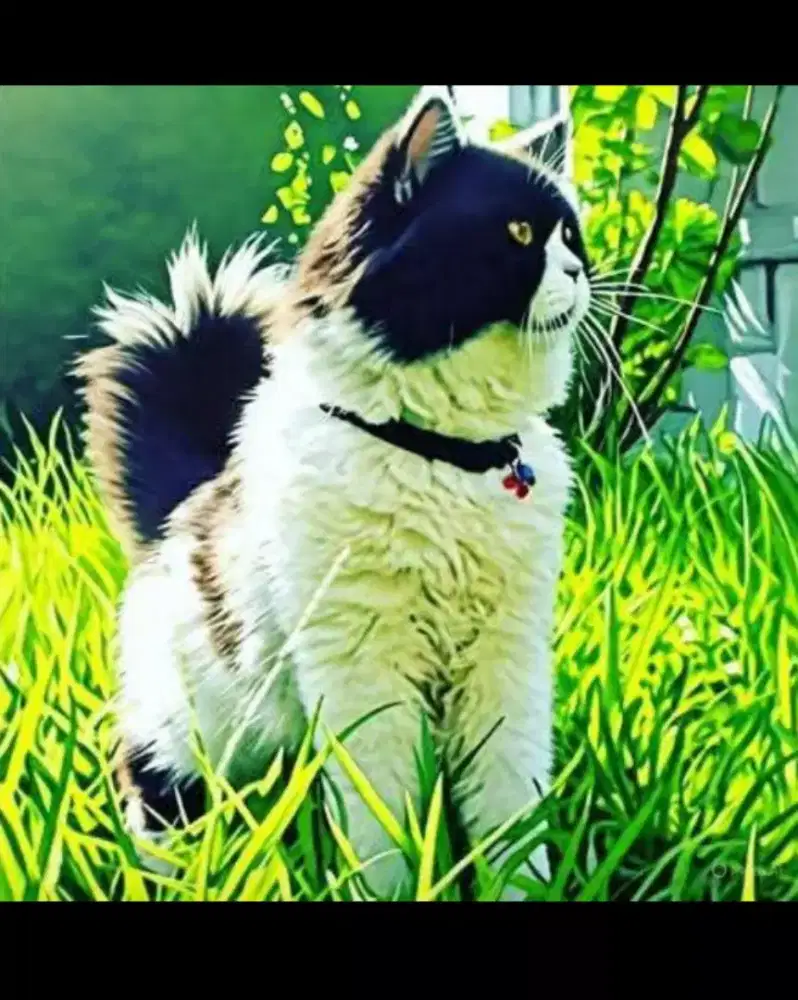 Persia jantan sigembul.