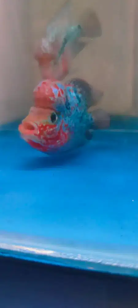 Louhan Short body & Cilnong