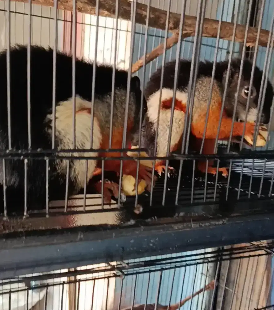 TUPAI TIGA WARNA / BAJING