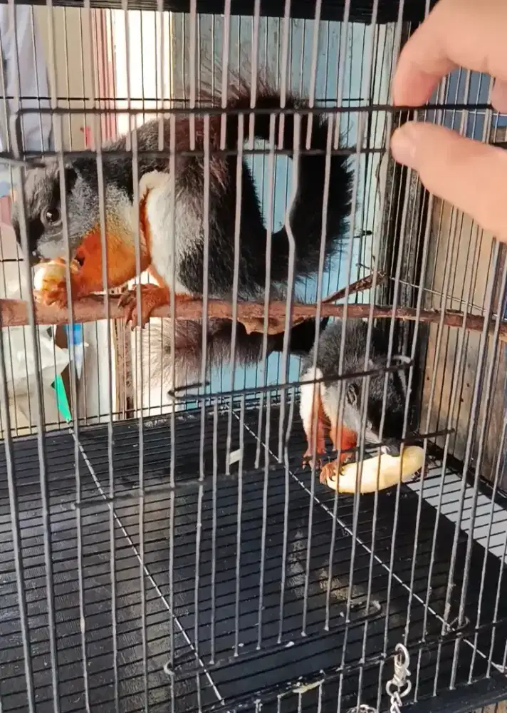 Bajing 3 Warna / Tupai