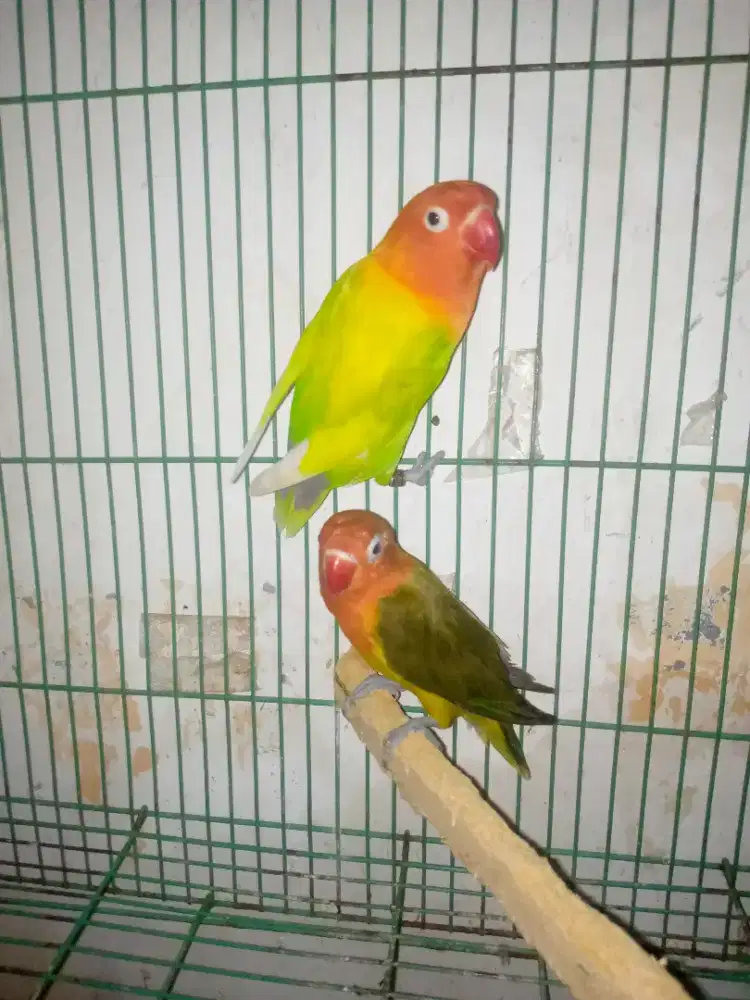 Lovebird sepasang