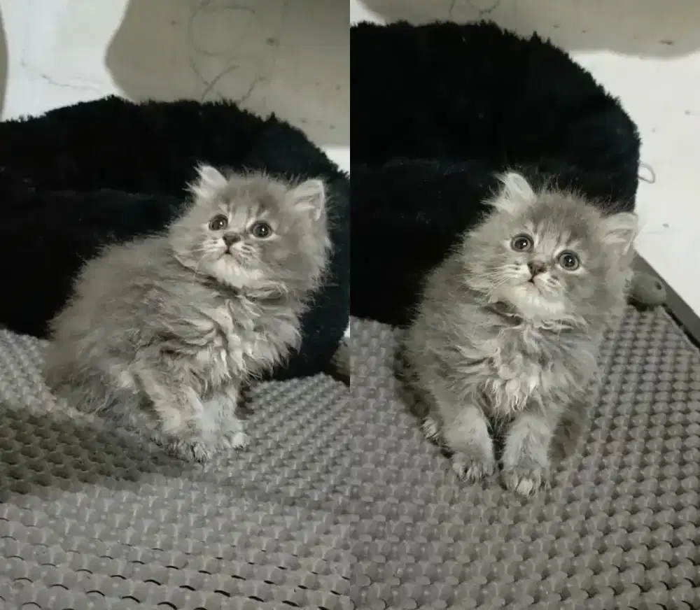 Kitten persian female