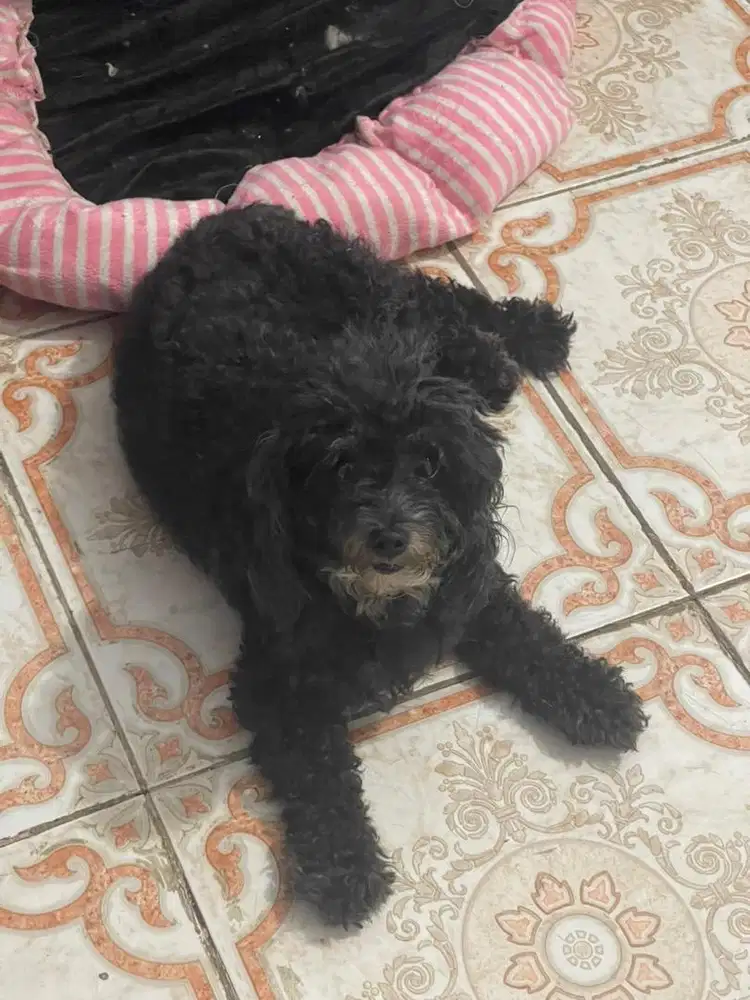 Poodle indukan murah sedang loops