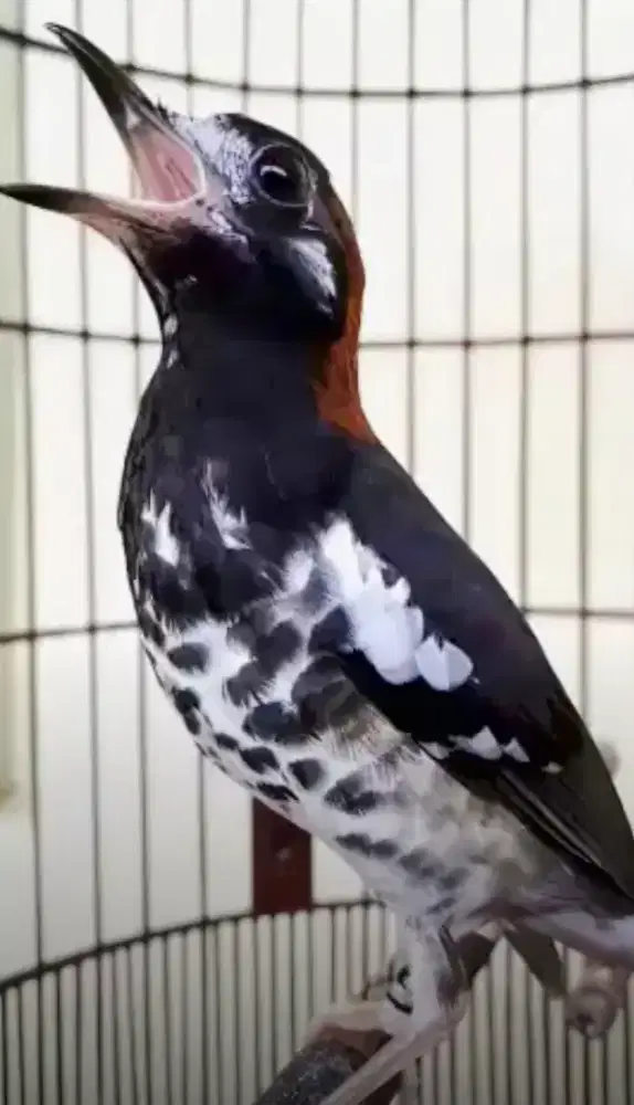 Anis Kembang Ring Malang