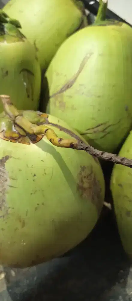 Buah Kelapa Muda/Tua