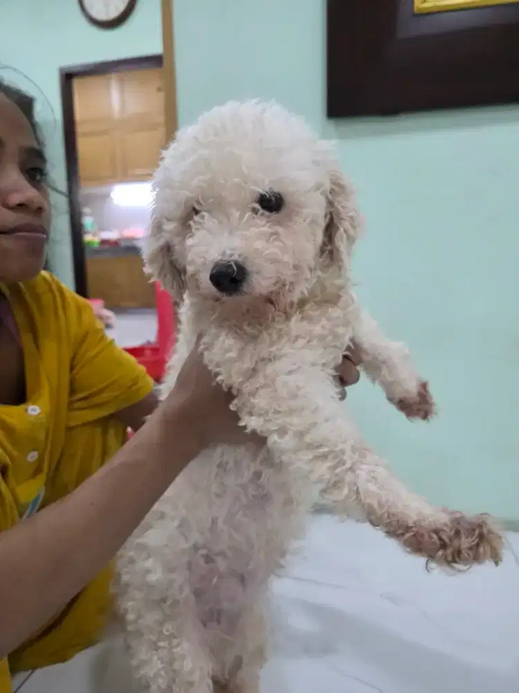 Poodle Putih betina Hamil
