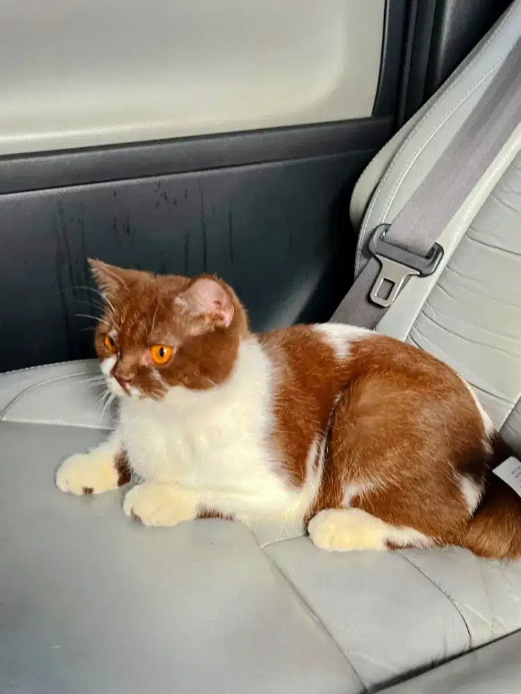 Kucing british shorthair bsh british short hair