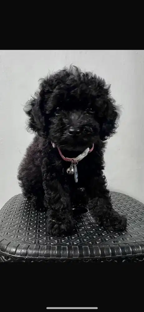 Anjing Poodle betina