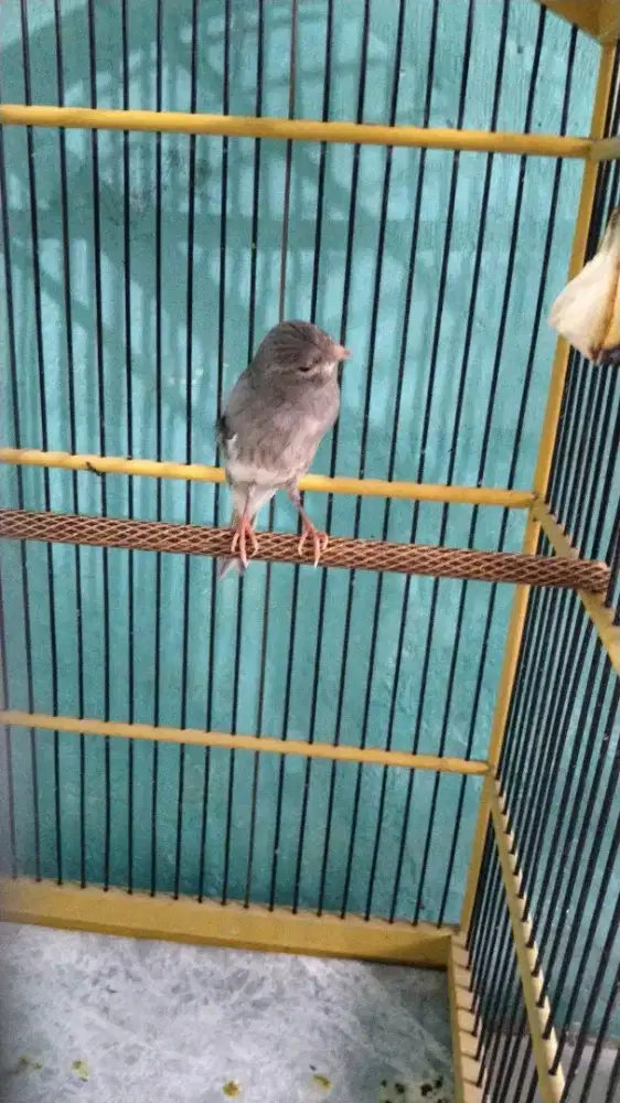 Jual burung kenari loper strblu harian rajin. Jual burung aja 300