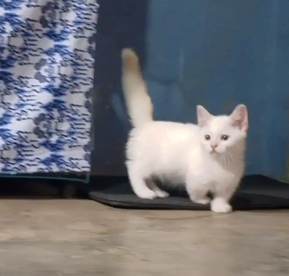 Munchkin BSH Himalaya jantan