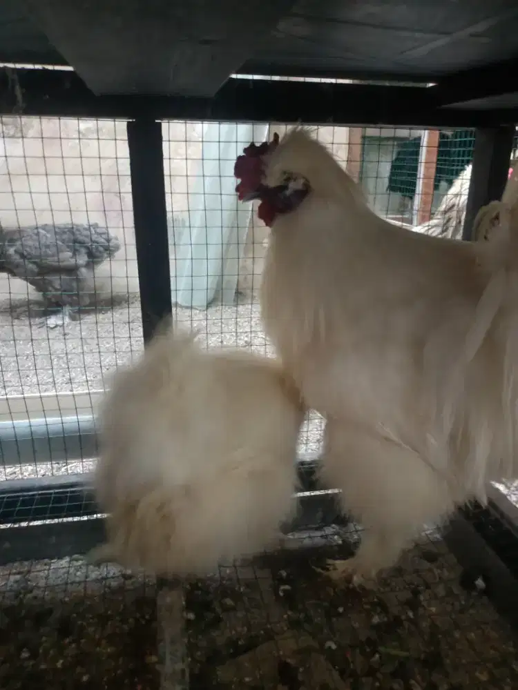 Ayam silky indukan sepasang