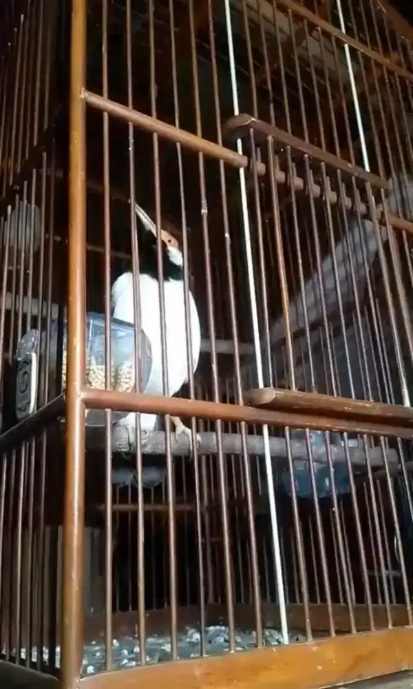 DIJUAL BURUNG JALAK SUREN JAWA GACOR PARAH