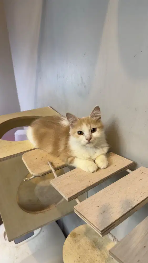 Peranakan Himalaya Betina vs Persia