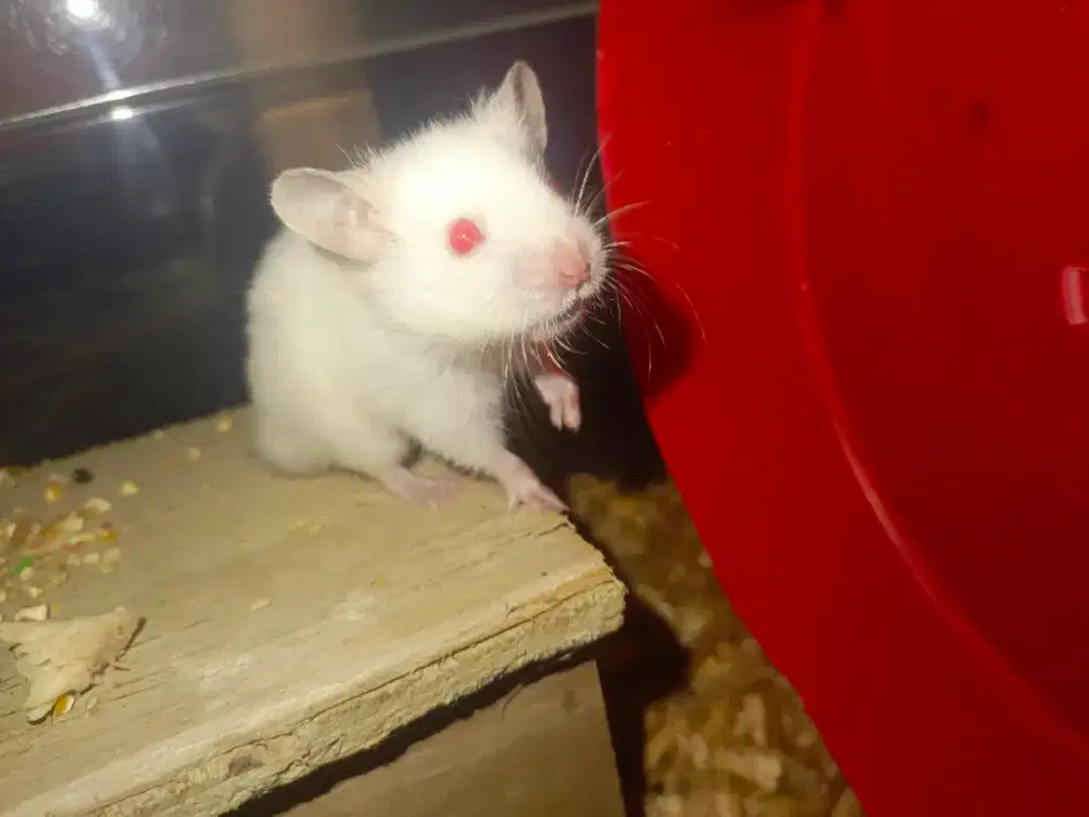 Hamster Syrian / sirian remaja aktif jinak