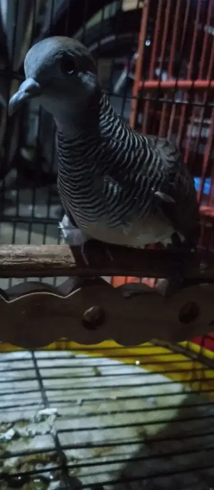 Perkutut kalung tepung lokal alam