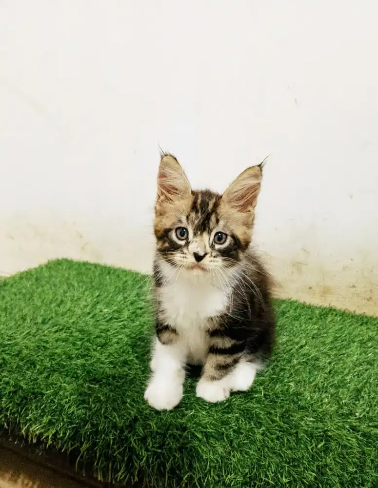 Kitten mainecoon betina pure bkn mix. Induk ped Cfa Maine Coon