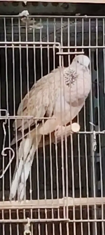 Derkuku lokal jantan kuk 4 paten.