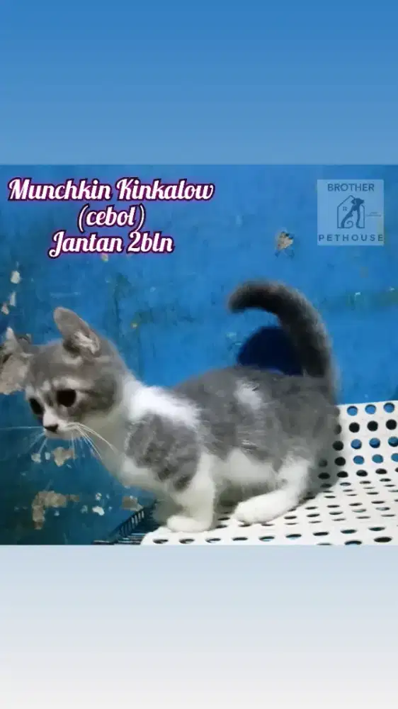 MUNCHKIN KINKALOW JANTAN