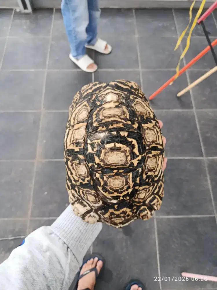 Kura kura darat pardalis