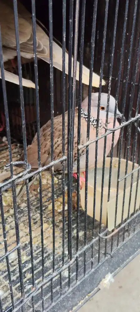 Burung derkuku klantan sepasang