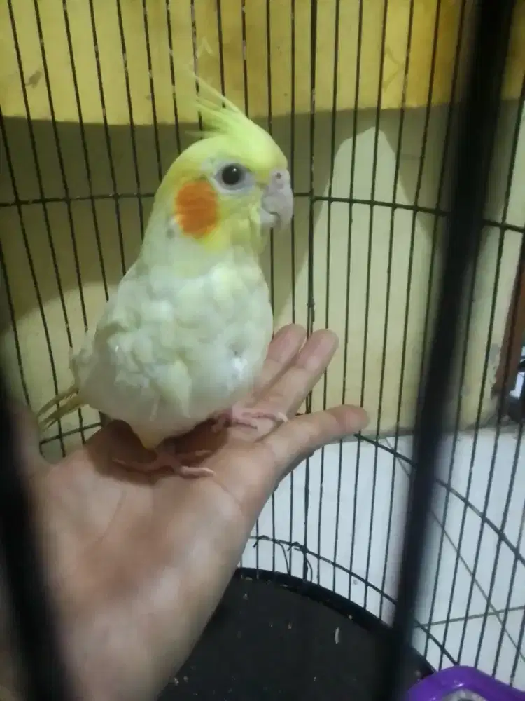 FALAK AUSTRALIA LUTINO MATA MERAH DARI LOLOH JINAK TOTAL 1 JUTA