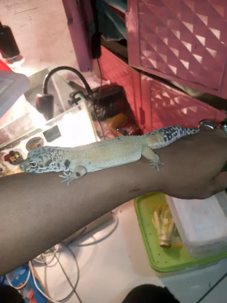 Gecko jayen tanggrine jantan
