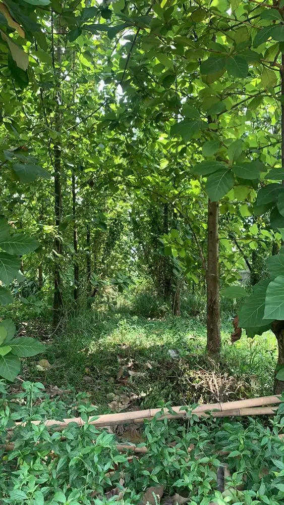 Dijual Tanah dekat Sekolah SMA Negri 3 Cibinong