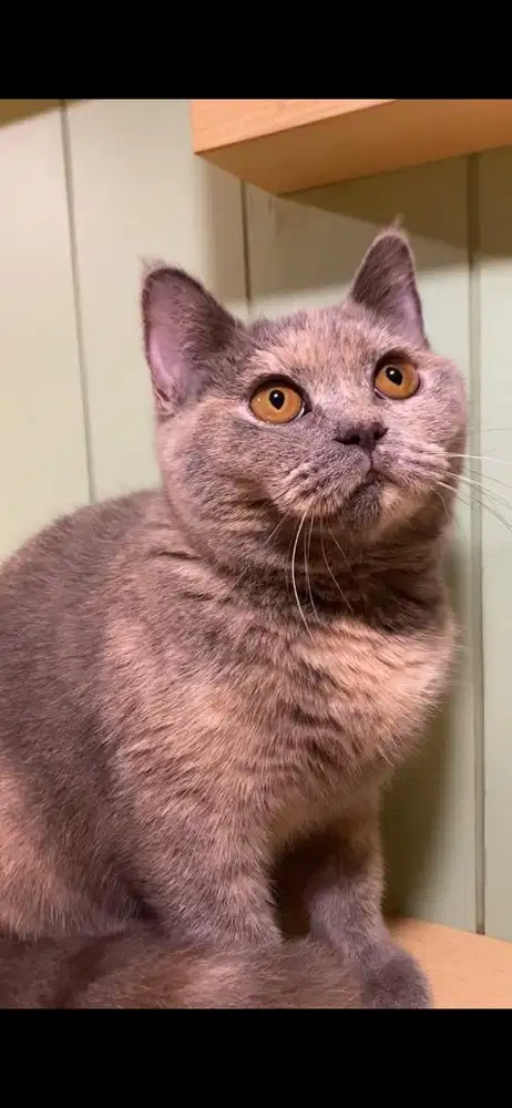 Scottish straight betina