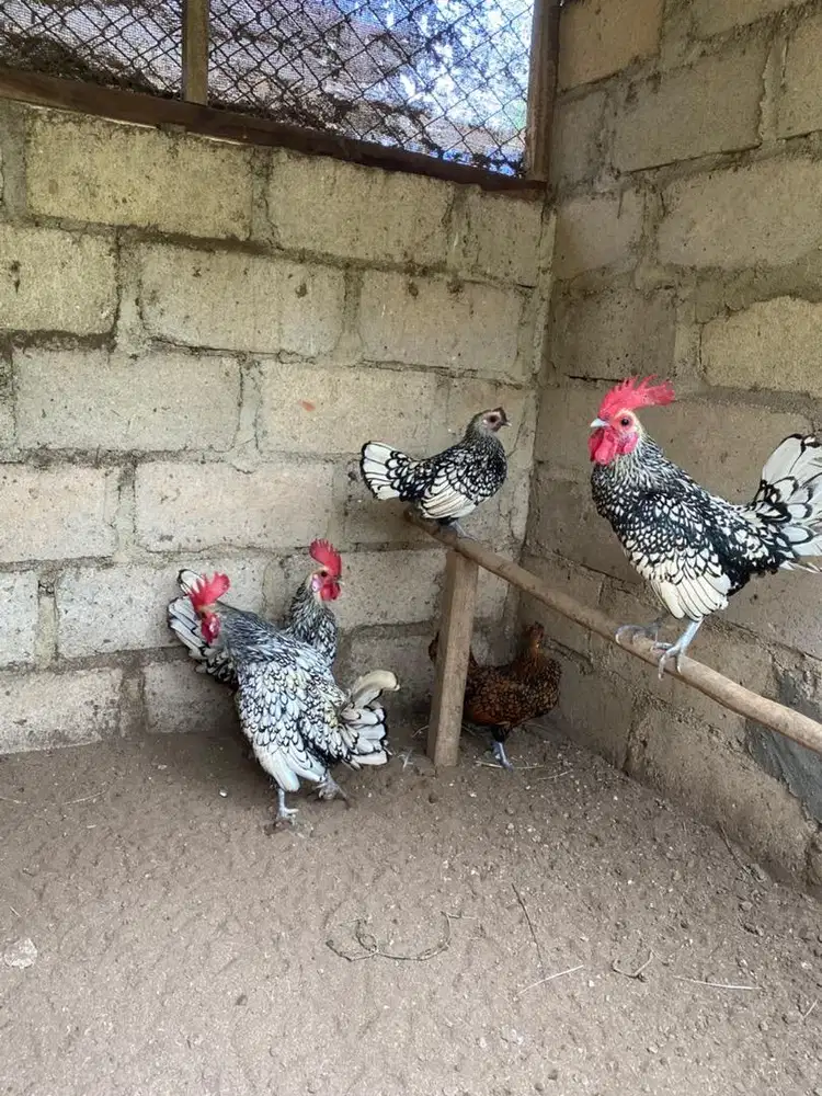 Ayam Hias Untuk Koleksi