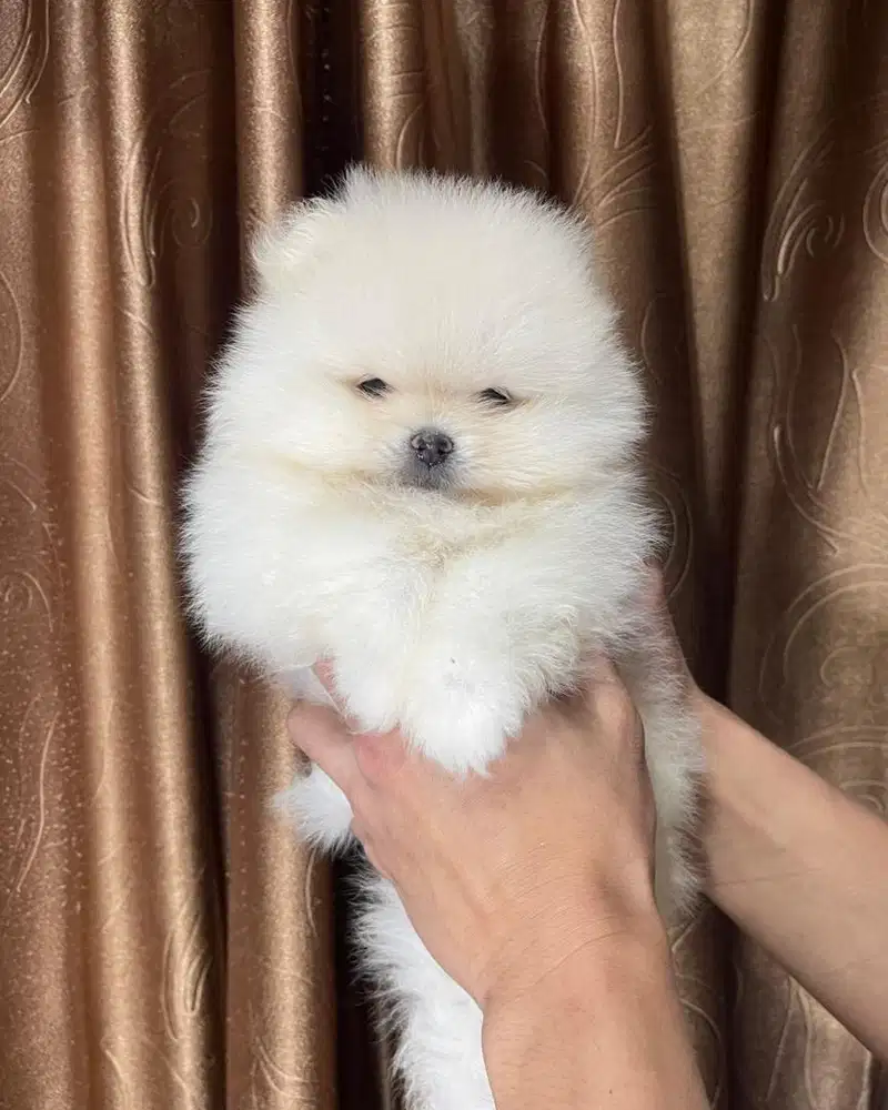 Super minipom jantan