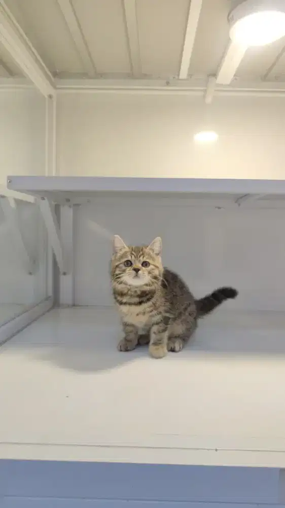 Kucing kitten american shorthairx jantan