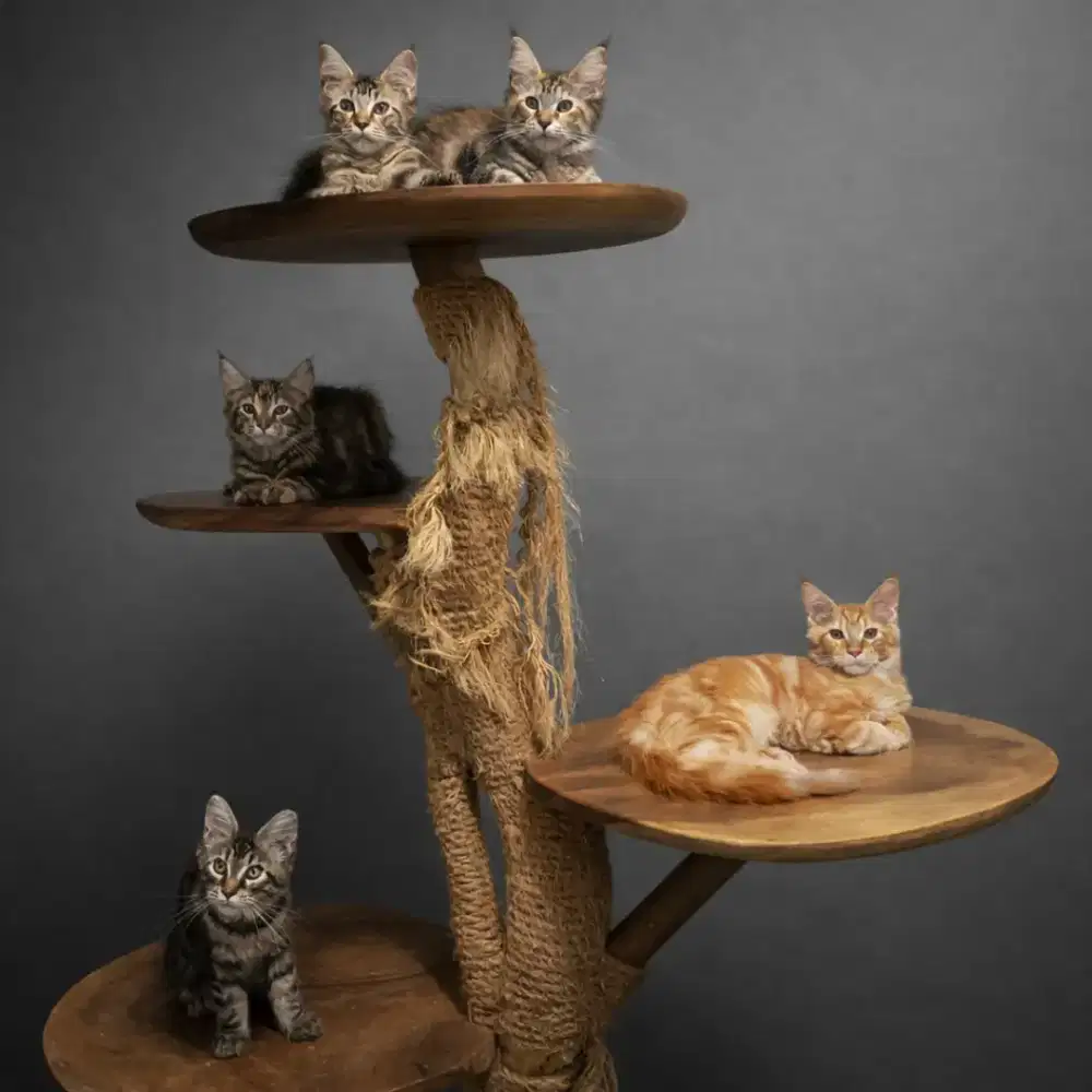 Kucing maine coon / kitten mainecoon / mc / mco / pedigre / ped