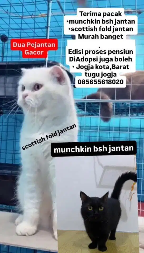 pacak kucing munchkin n scottish