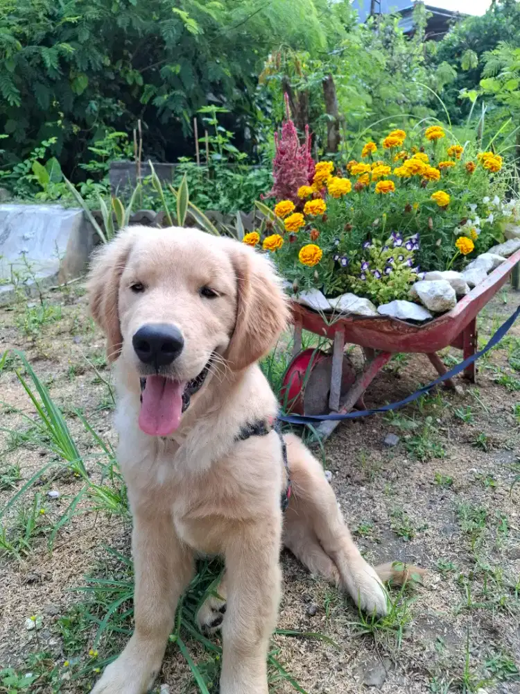 Golden Retriever