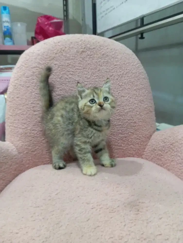 Kitten Scottish straight betina
