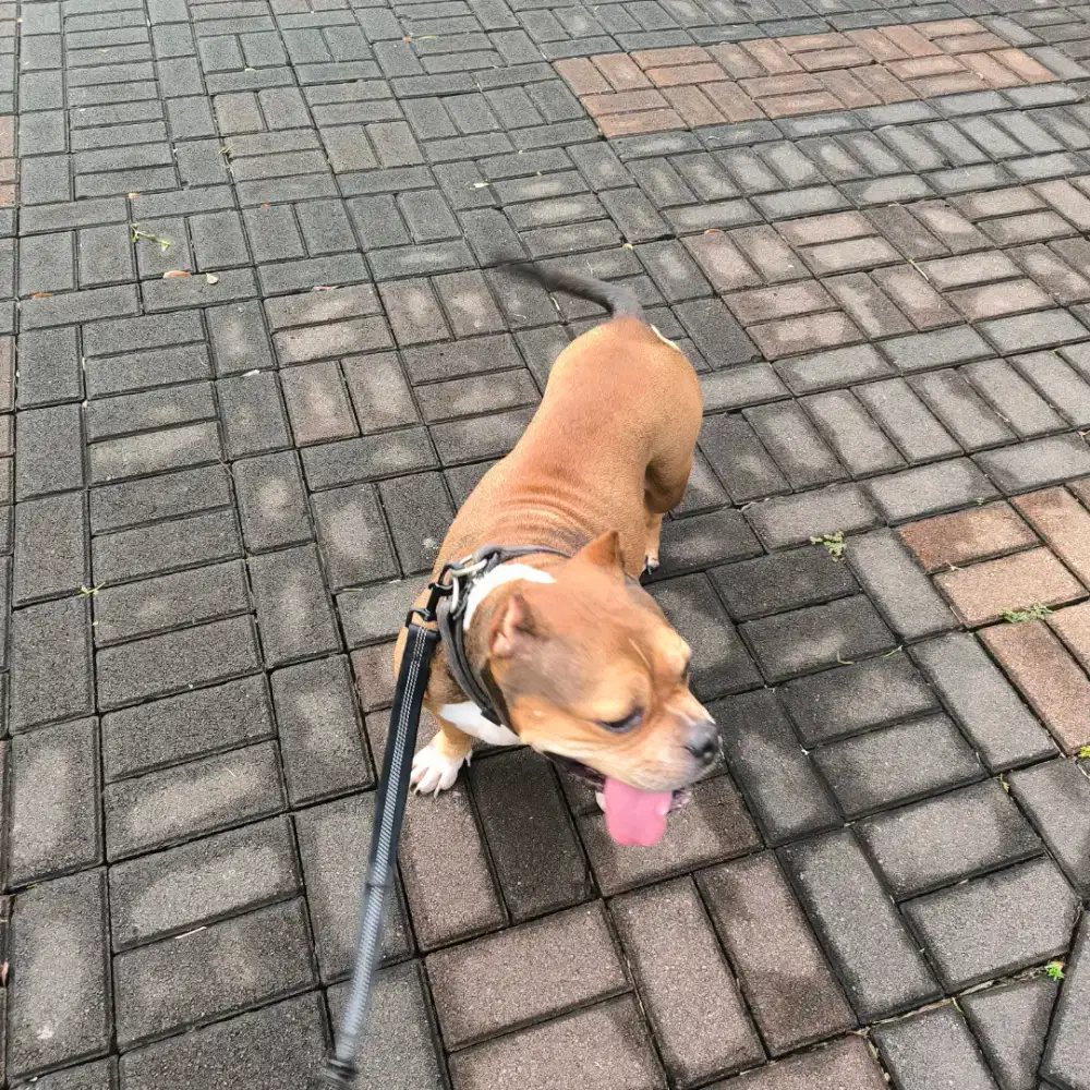 Open adopt 7year old American Bully Female