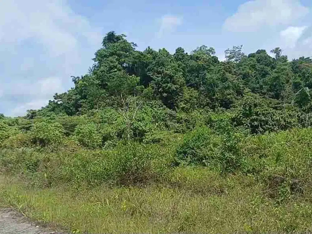 Jual Tanah Gunung 1,5 H di Kab.SorongJln.Osok