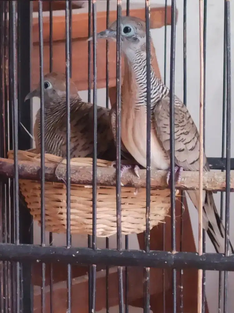 Bangkok jantan x lokal Betina