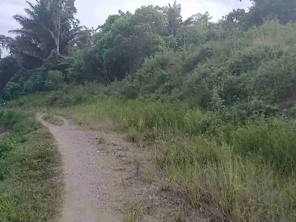 Jual Tanah Gunung 3 Hektar di Kab.Sorong Sp 2