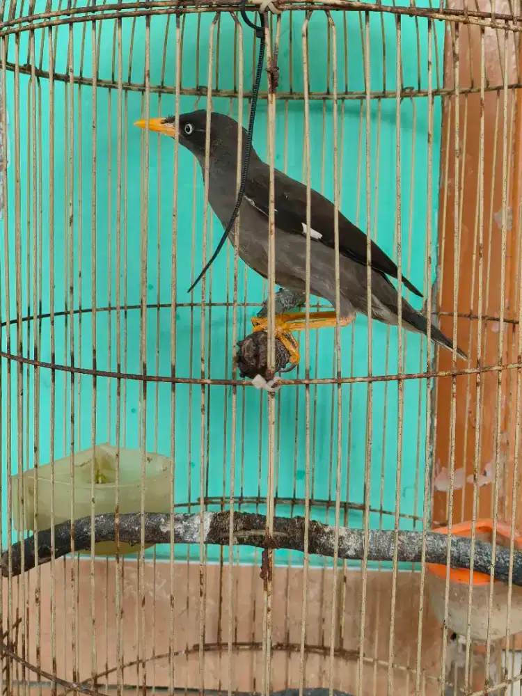 Jalak Kebo Mata Putih Masih Muda Poll