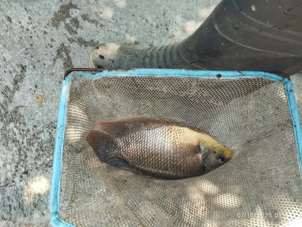 Ikan Gurameh segar