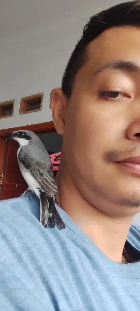 Jinjing petulak jawa jinak, gacor ngeroll