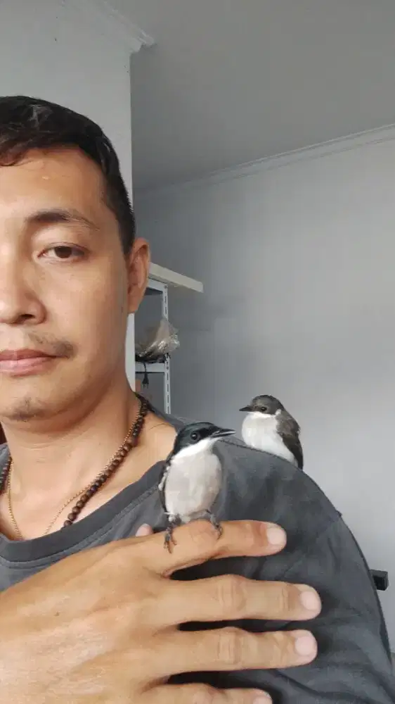 Jinjing batu jinak, gacor